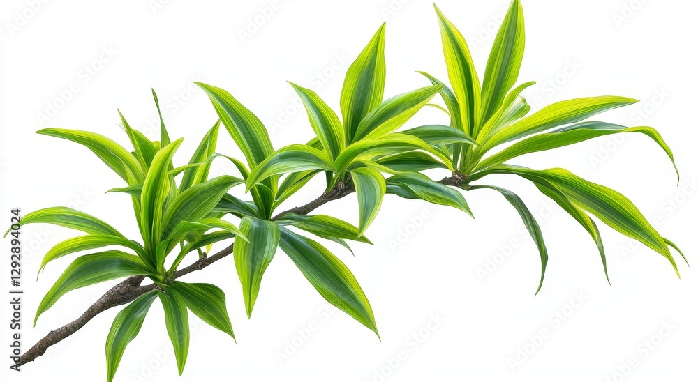 A branch of Dracaena plant on a white background A branch of Dracaena plant on a white background