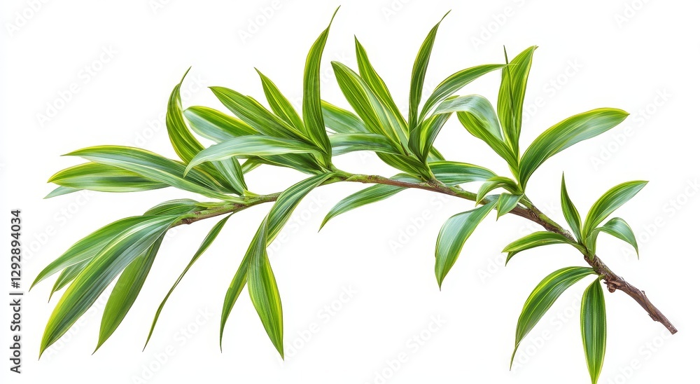 Obraz premium A branch of Dracaena plant on a white background