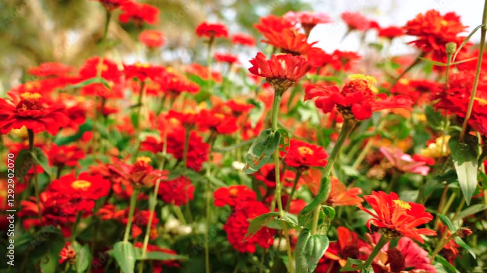 Lush field of vibrant red graceful zinnias blooms on flower bed. Low angle shot from the ground Lush field of vibrant red graceful zinnias blooms on flower bed. Low angle shot from the ground