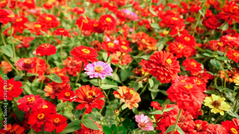 Stunning field of graceful zinnias in full bloom in garden. Panoramic cinematic shot Stunning field of graceful zinnias in full bloom in garden. Panoramic cinematic shot