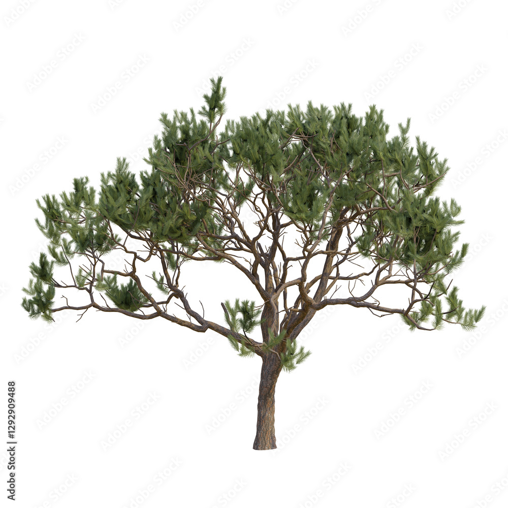Obraz premium Pine and fur trees isolated on a transparent background 