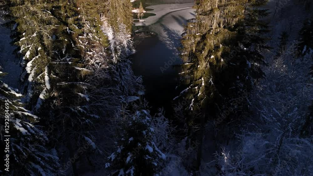 Evergreen spruce tree snow covered leaf canopy winter Switzerland alpine nature Evergreen spruce tree snow covered leaf canopy winter Switzerland alpine nature