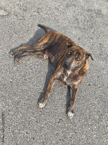 dog on the roadA stray dog, not very clean, black with orange stripes, lying on the concrete floor, exposed to weak sunlight. photo