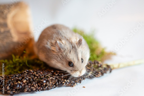 Obraz na płótnie Fluffy campbell hamster in a studio, chewing on a food