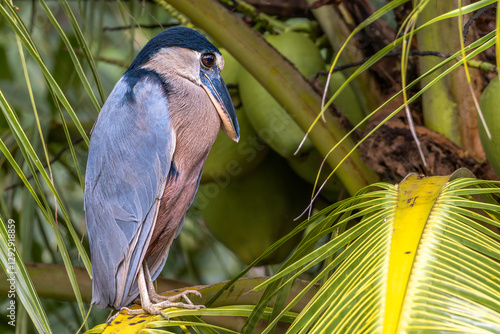 Obraz na płótnie Boat-billed heron (Cochlearius cochlearius, colloquially known as the boatbill). Rio Grande de Tarcoles (Tarcoles River), Costa Rica. Selective focus on bird's eye w salonie