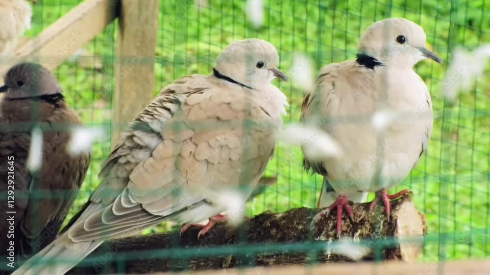 two birds on a fence two birds on a fence