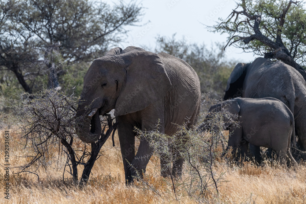 A herd of African Elephants -Loxodonta Africana- grazing on the plains of Etosha National Park, Namibia. A herd of African Elephants -Loxodonta Africana- grazing on the plains of Etosha National Park, Namibia.