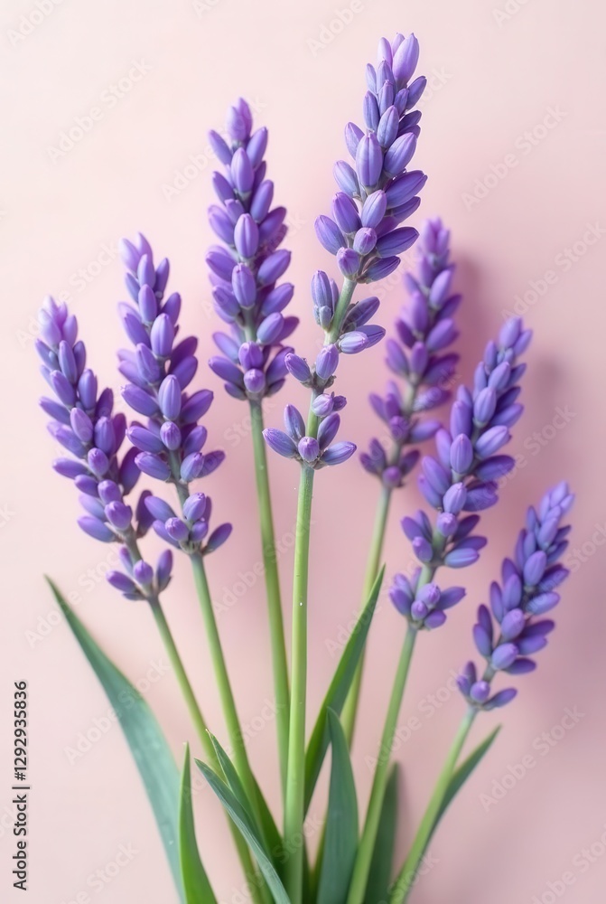 Obraz premium A delicate bouquet of purple flowering plants arranged against a soft pink background, showcasing their vibrant hues and slender stems