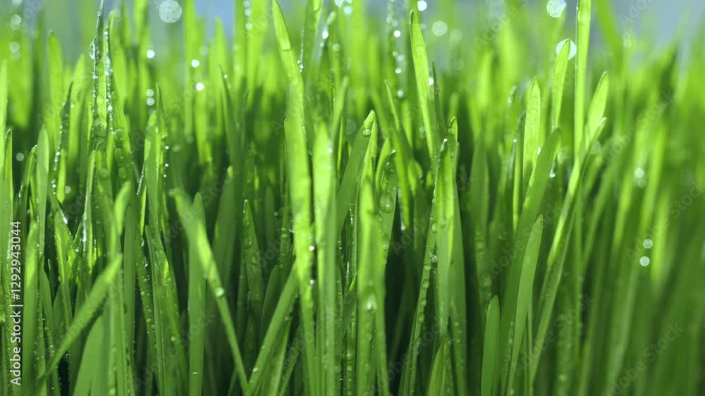 Field of green grass with raindrops on it. The grass is lush and vibrant, and the raindrops add a sense of freshness and vitality to the scene Field of green grass with raindrops on it. The grass is lush and vibrant, and the raindrops add a sense of freshness and vitality to the scene