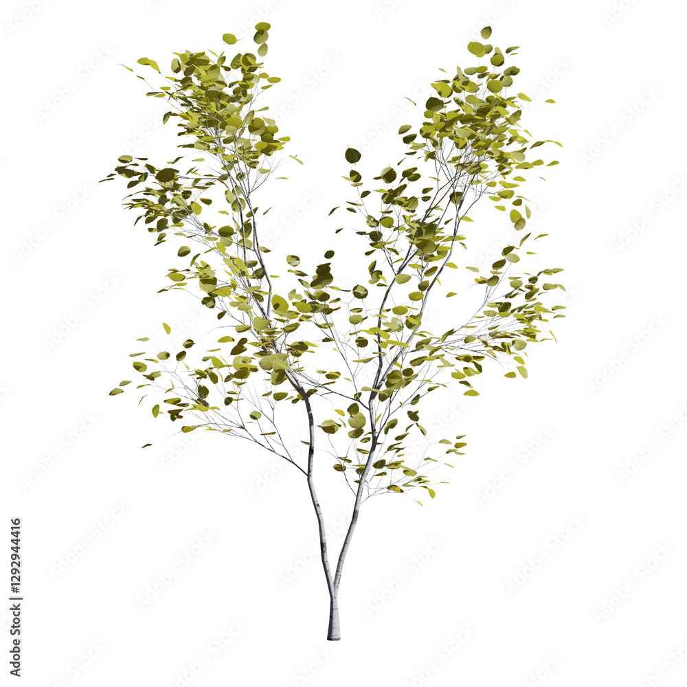 Obraz premium Beautiful garden plant 