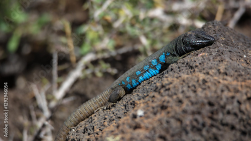 Atlantic lizard