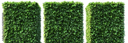 green grass background