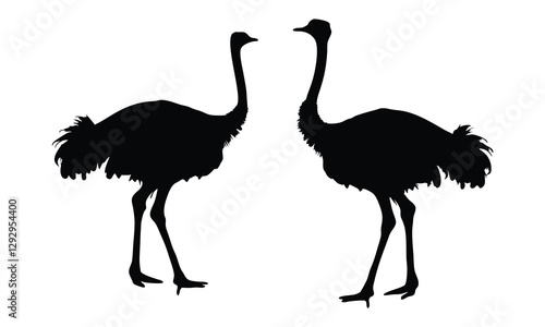 Ostrich silhouette vector, emu bird vector illustration 