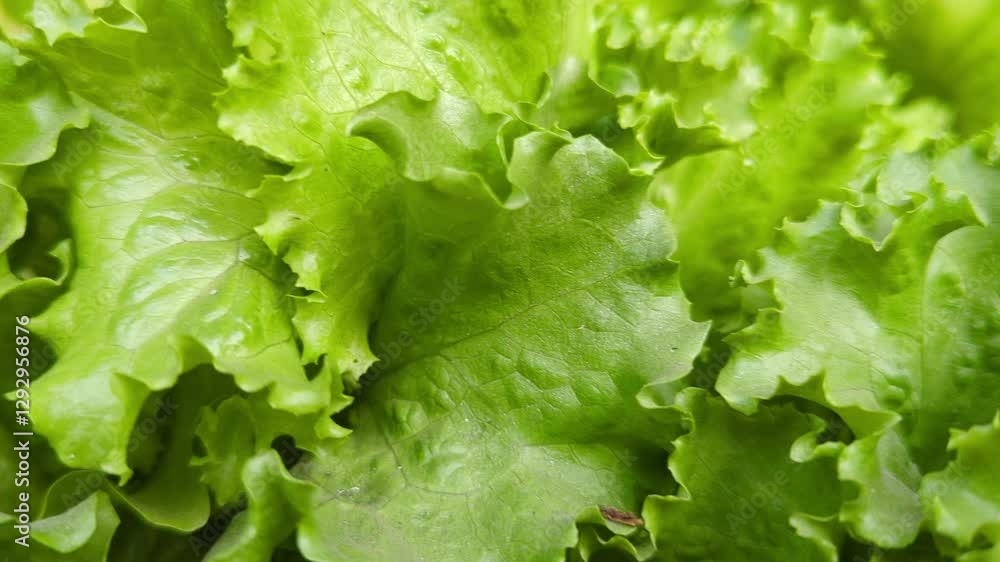 Fresh green lettuce. Fresh green lettuce salad leaves. Fresh green lettuce leaves glistening with water droplets. Fresh green lettuce. Fresh green lettuce salad leaves. Fresh green lettuce leaves glistening with water droplets.