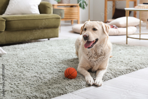Cute Labrador dog lying on ...