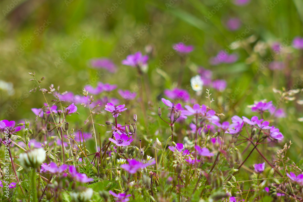 Lovely abstract background with violet flowers. Soft focus photo