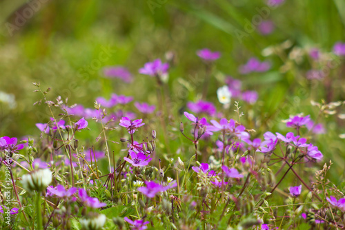 Obraz na płótnie Lovely abstract background with violet flowers. Soft focus photo w salonie