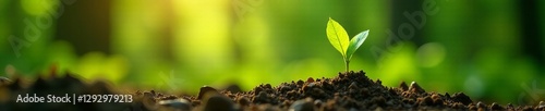 Fresh green leaves sprouting on sunny day in forest, forest, trees