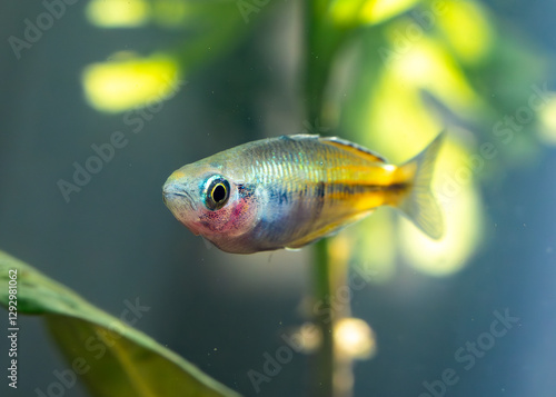 Boesmani Rainbowfish posing