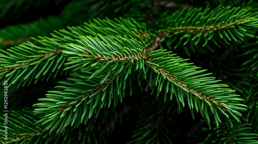 lush green fir tree branch perfect for nature and landscape photography lush green fir tree branch perfect for nature and landscape photography
