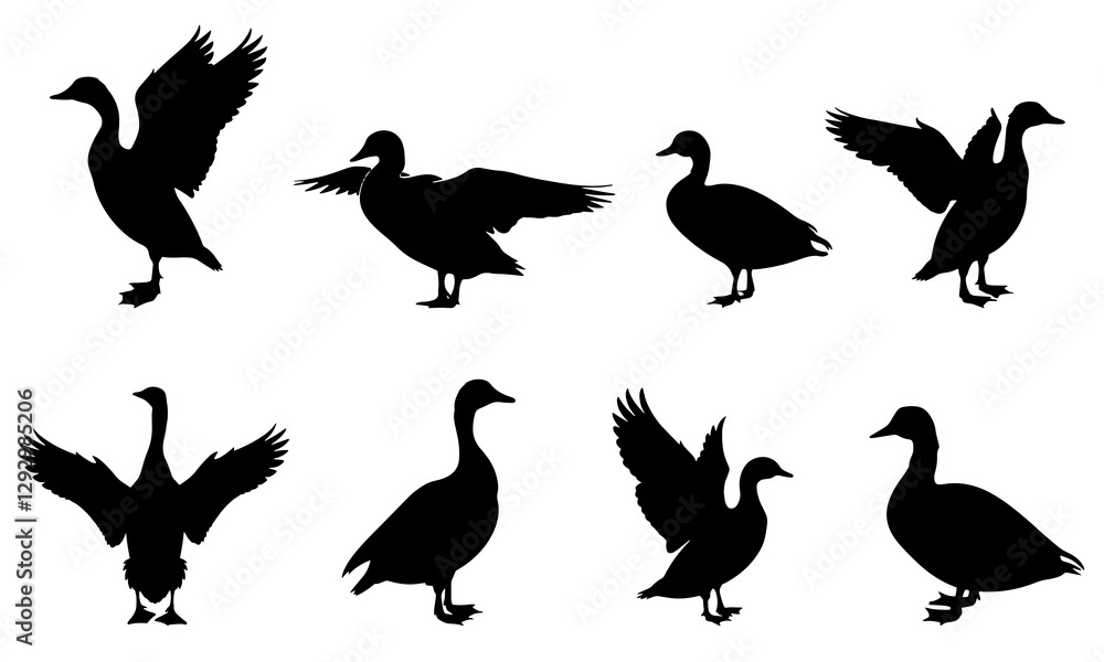 Fototapeta premium A set of duck vector silhouettes isolated on a white background.