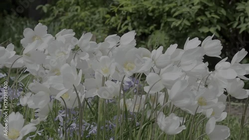 White anemone flowers blooming in spring sunlight within a vibrant garden