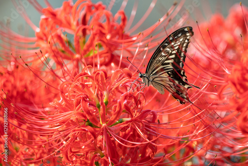 Photography Asian swallowtail and lycoris