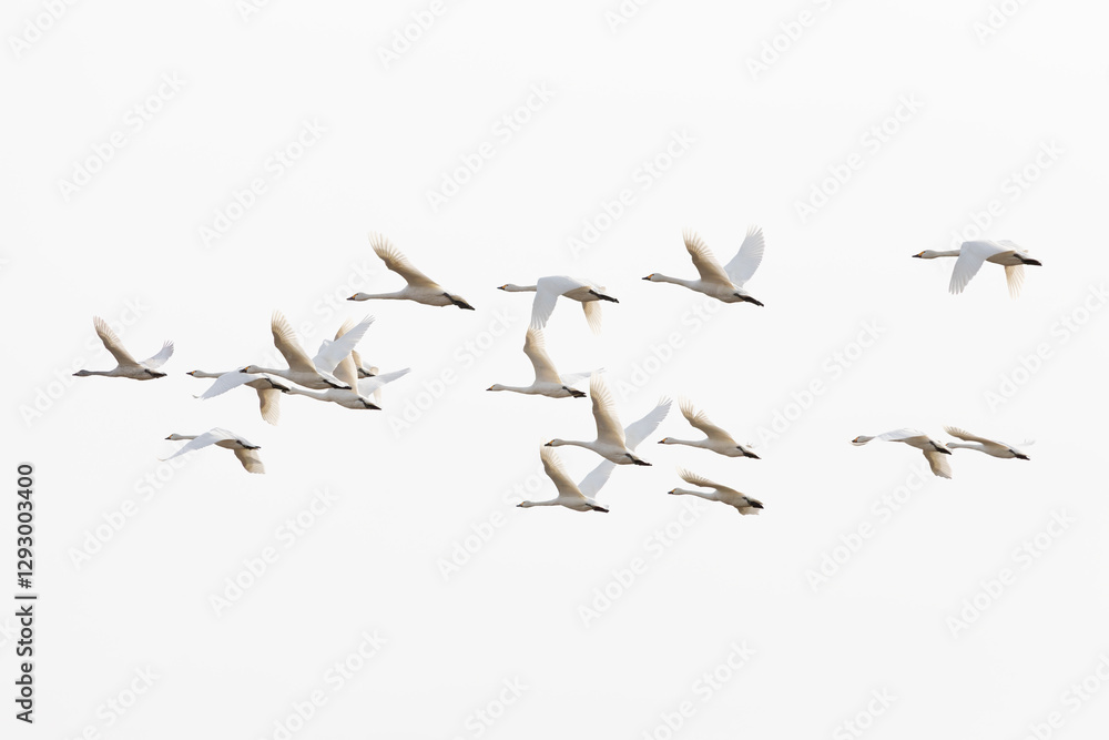 Obraz premium A flock of Tundra Swans (Cygnus columbianus) flew in formation from the north to spend the winter in Japan.