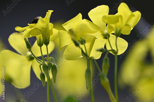 Gros plan sur des oxalis photo