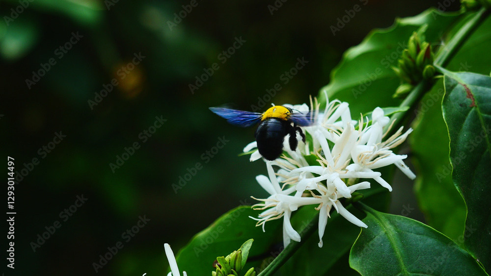 Eastern carpenter Bee fliing to seeking nectar in Robusta coffee blossom on tree plant with green leaf. Petals and white stamens of blooming flowers, Yellow hair and black stripes on bumblebee Eastern carpenter Bee fliing to seeking nectar in Robusta coffee blossom on tree plant with green leaf. Petals and white stamens of blooming flowers, Yellow hair and black stripes on bumblebee