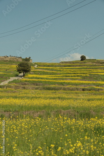 rapeseed, canola, yellow flower, yellow nature 