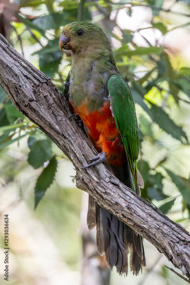 Obraz premium Australian King Parrot perched in tree