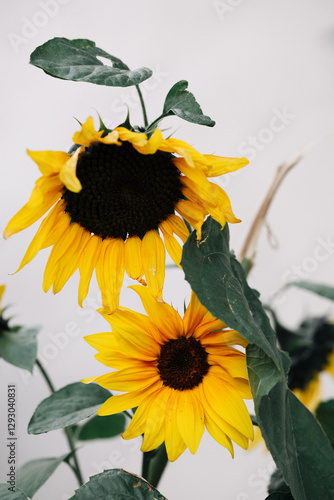 sunflower on white background