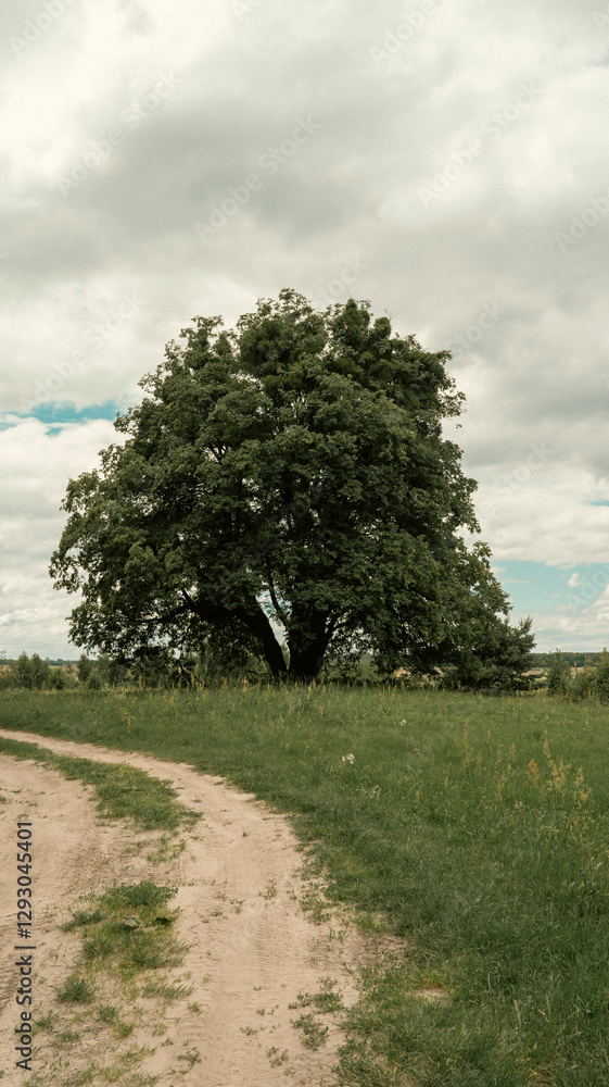 Fototapeta premium Big old oak tree near ground round in the field