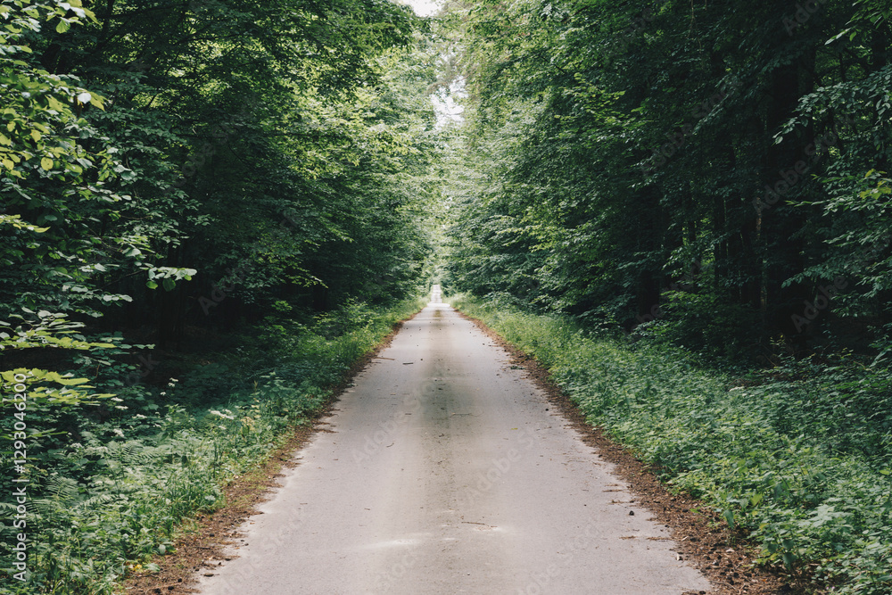 Straight asphalt road through a green forest Straight asphalt road through a green forest