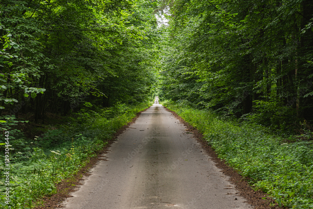 Fototapeta premium Straight asphalt road through a green forest