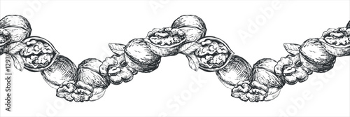 Vector seamless pattern of walnuts. Border of open walnut kernel, whole walnut. Design for packaging of nut paste, liqueur or oil. Black and white sketch isolated on white background. Engraving style.