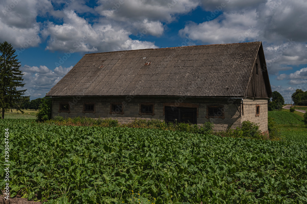 old agricultural building covered with eternit in the middle of a sugar beet field old agricultural building covered with eternit in the middle of a sugar beet field