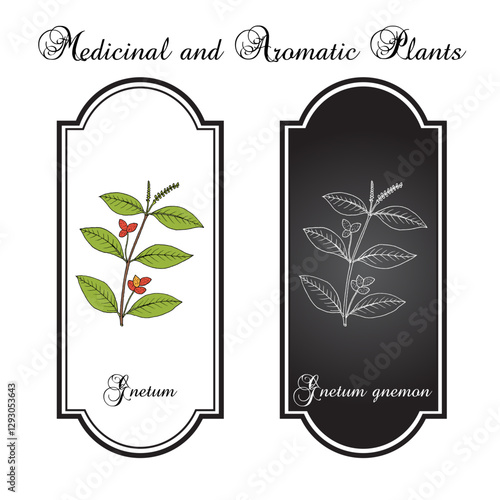 Gnetum (Gnetum gnemon), edible and medicinal plant. Hand drawn botanical vector illustration