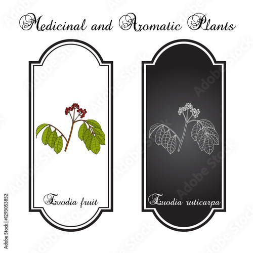 Evodia fruit (Evodia ruticarpa or Tetradium ruticarpum), edible and medicinal plant. Hand drawn botanical vector illustration