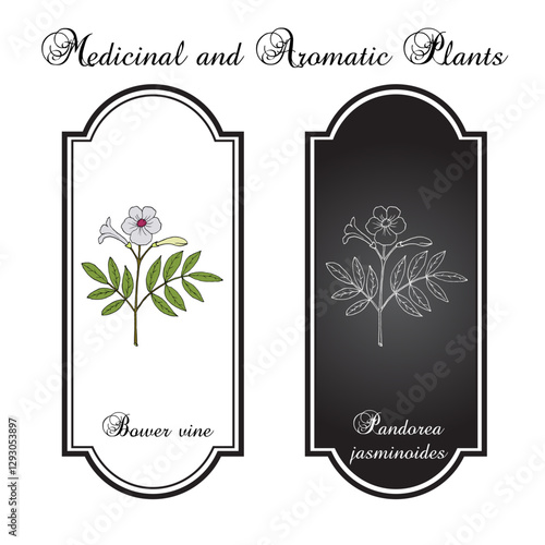 Bower vine (Pandorea jasminoides), ornamental plant. Hand drawn botanical vector illustration