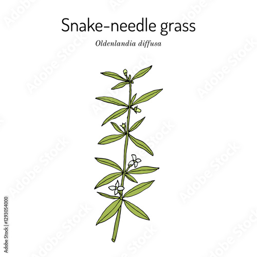 Snake-Needle Grass (oldenlandia diffusa), medicinal plant. Hand drawn botanical vector illustration