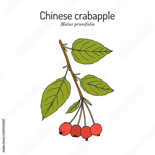 Chinese crabapple or Malus prunifolia, edible and ornamental plant. Hand drawn botanical vector illustration