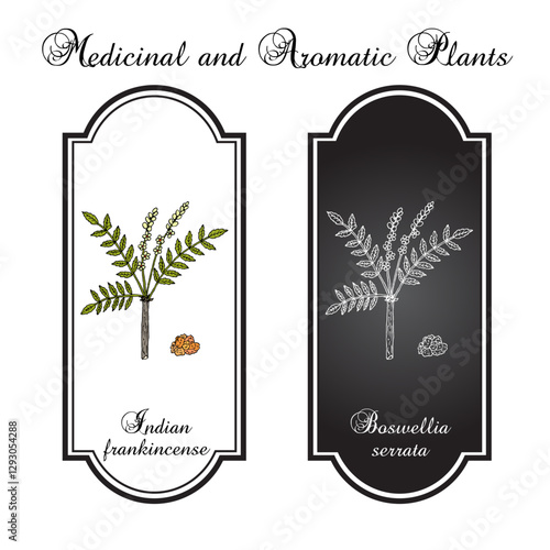 Indian frankincense or salai guggal (Boswellia serrata), medicinal plant. Hand drawn botanical vector illustration