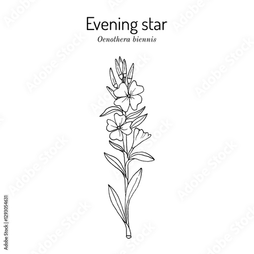 Evening primrose (Oenothera biennis), or suncups, sundrops, ornamental and medicinal plant. Hand drawn botanical vector illustration