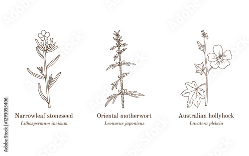 Collection of edible and medicinal plants. Hand drawn botanical vector illustration