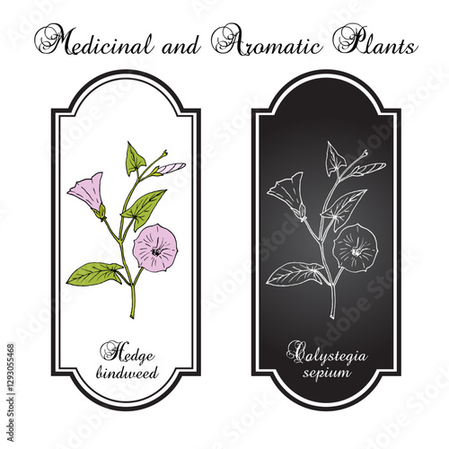 Hedge bindweed (Calystegia sepium), edible and medicinal plant. Hand drawn botanical vector illustration