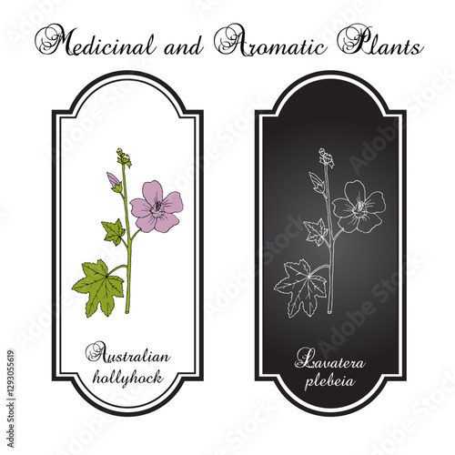 Australian or native hollyhock (Lavatera plebeia), ornamental medicinal and edible plant. Hand drawn botanical vector illustration