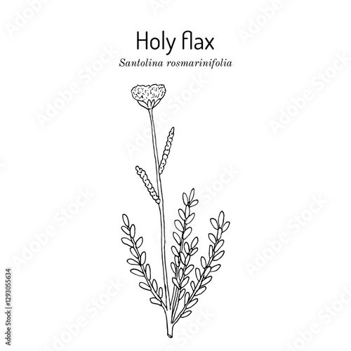 Holy Flax (Santolina rosmarinifolia), edible and edging plant. Hand drawn botanical vector illustration