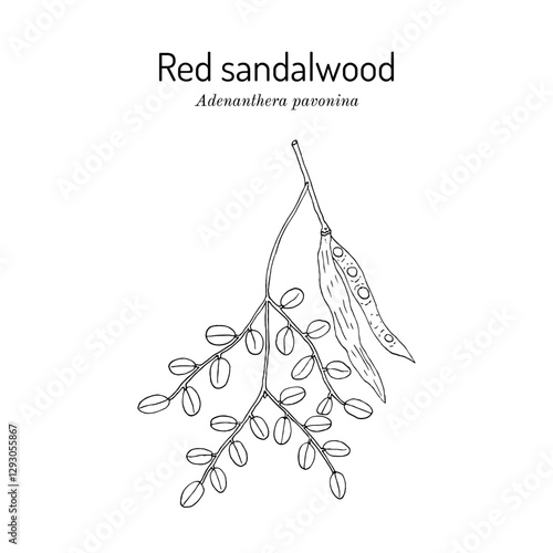 Red Sandalwood, or Coral Tree (Adenanthera pavonina), medicinal and edible plant. Hand drawn botanical vector illustration